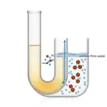 Pression osmotique d'une solution de saccharose